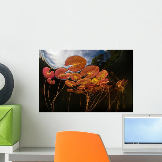 Colorful Lily Pads Grow Wall Decal Design 5