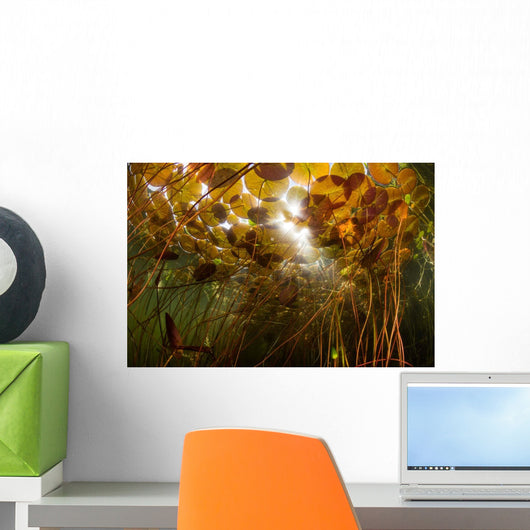 Colorful Lily Pads Grow Wall Decal Design 4