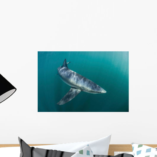 Sleek Blue Shark Swimming Wall Decal Design 18