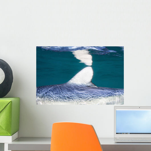 Close-up Dorsal Fin Blue Wall Decal Design 2