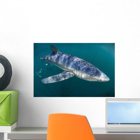 Sleek Blue Shark Swimming Wall Decal Design 16