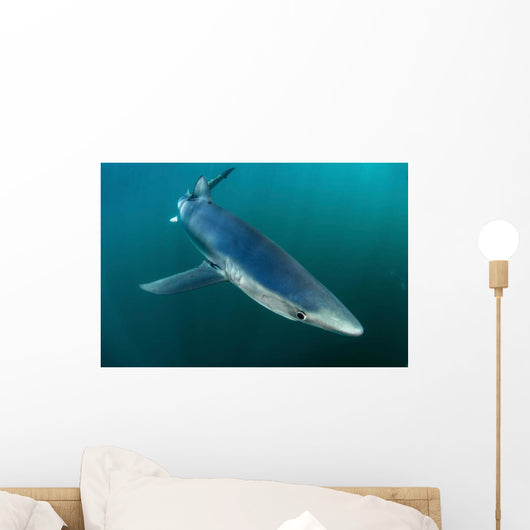 Sleek Blue Shark Swimming Wall Decal Design 13