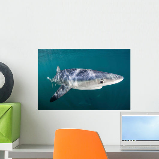 Sleek Blue Shark Swimming Wall Decal Design 11