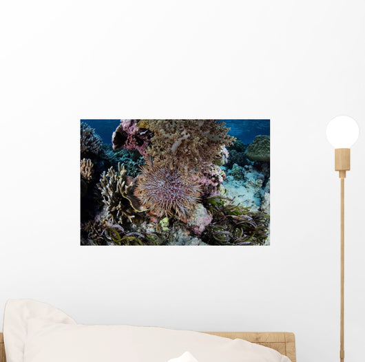 Crown-of-thorns Sea Star Feeds Wall Decal Design 3