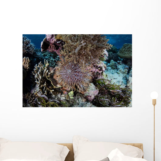 Crown-of-thorns Sea Star Feeds Wall Decal Design 3