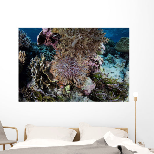 Crown-of-thorns Sea Star Feeds Wall Decal Design 3