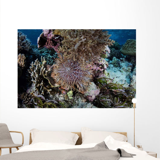 Crown-of-thorns Sea Star Feeds Wall Decal Design 3
