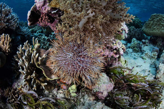 Crown-of-thorns Sea Star Feeds Wall Decal Design 3