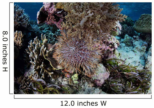 Crown-of-thorns Sea Star Feeds Wall Decal Design 3