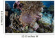 Crown-of-thorns Sea Star Feeds Wall Decal Design 3
