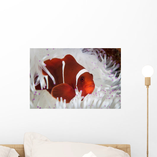 Spine-cheeked Anemonefish Swims among Wall Decal Design 1