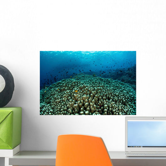 School Fish above Beautiful Wall Decal