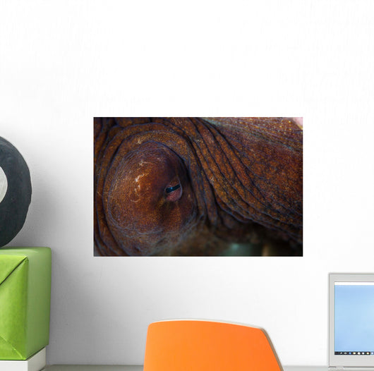 Detail Eye Octopus  Wall Decal Design 2