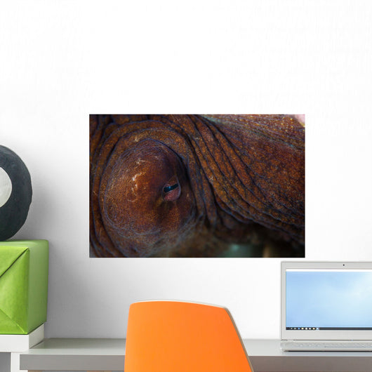 Detail Eye Octopus  Wall Decal Design 2