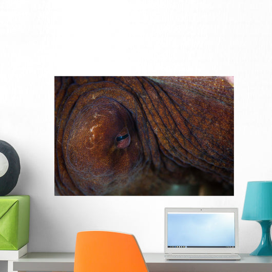 Detail Eye Octopus  Wall Decal Design 2