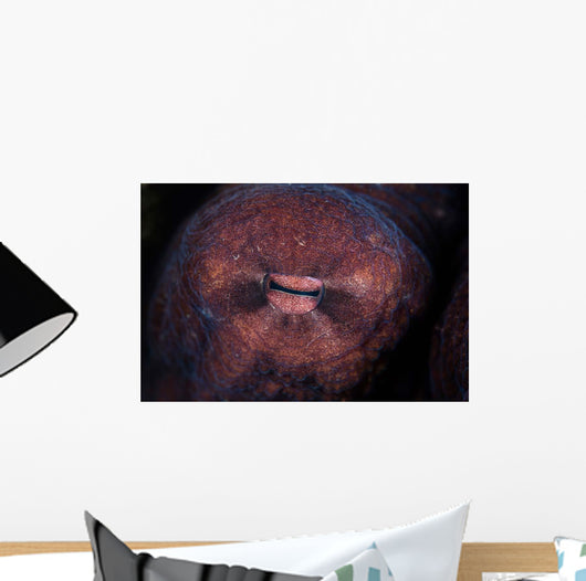 Detail Eye Octopus  Wall Decal Design 1