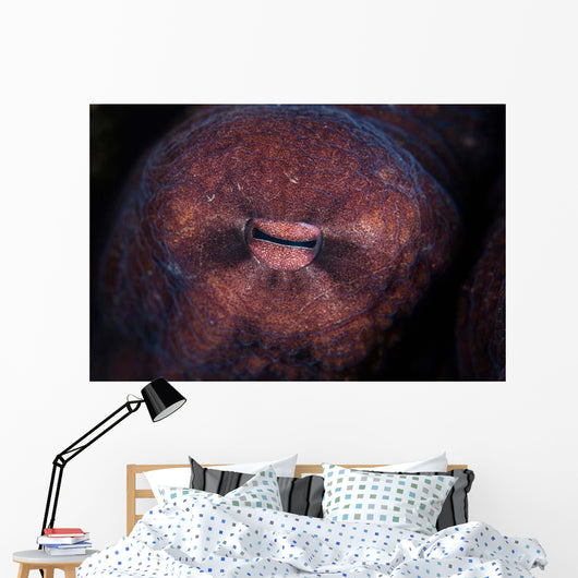 Detail Eye Octopus  Wall Decal Design 1