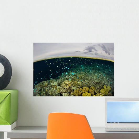 Shallow Coral Reef Thrives Wall Decal Design 3