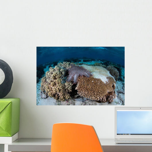 Crown-of-thorns Sea Star Feeds Wall Decal Design 1