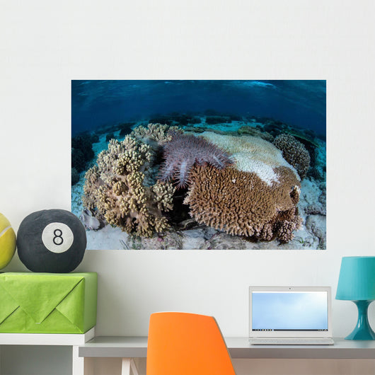 Crown-of-thorns Sea Star Feeds Wall Decal Design 1