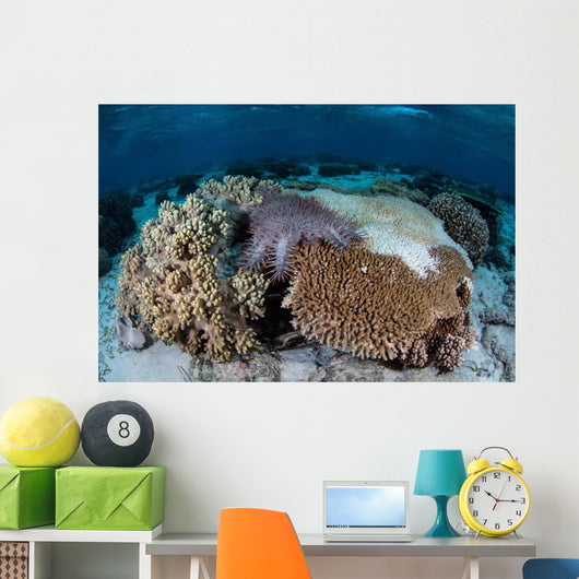 Crown-of-thorns Sea Star Feeds Wall Decal Design 1