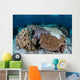 Crown-of-thorns Sea Star Feeds Wall Decal Design 1