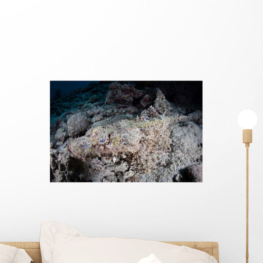 Large Crocodilefish Lies Wait Wall Decal Design 2