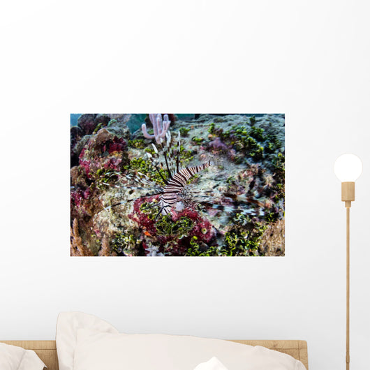 Young Lionfish Pterois Volitans Wall Decal