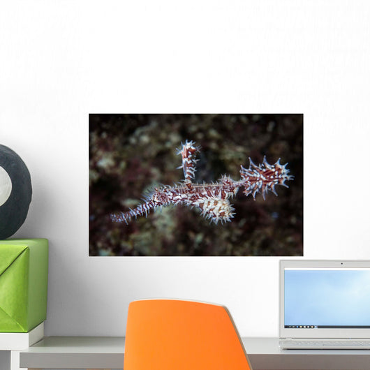 Rrnate Ghost Pipefish Solenostomus Wall Decal Design 1