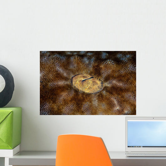 Detail Eye Tasseled Wobbegong Wall Decal Design 2