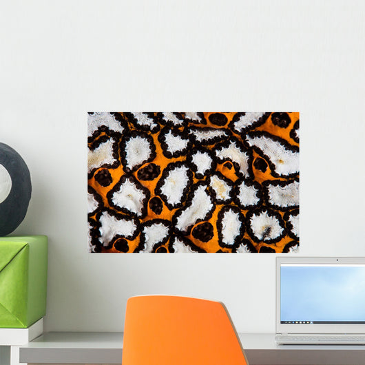 Detail Colonial Tunicate Growing Wall Decal