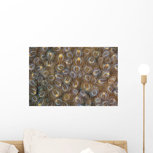 Acoel Flatworms Cover Coral Wall Decal Design 2
