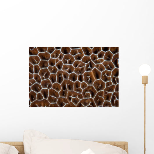 Detail Coral Colony Raja Wall Decal