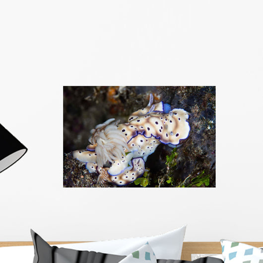 Several Risbecia Tryoni Nudibranch Wall Decal