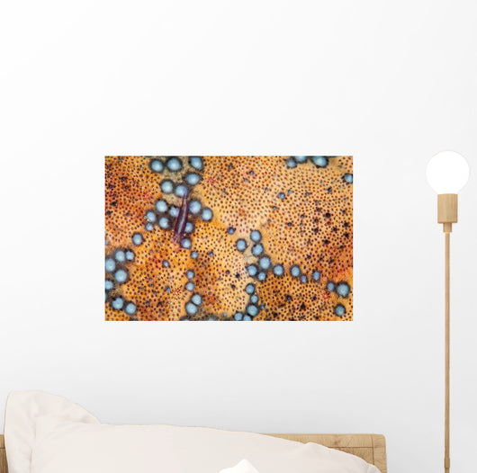 Tiny Shrimp Periclimenes Soror Wall Decal Design 2