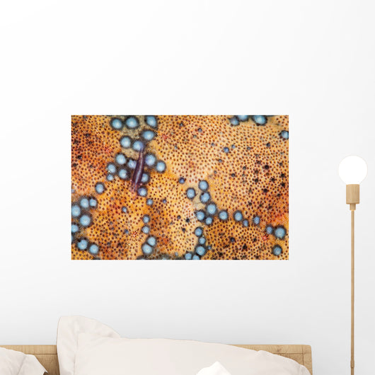 Tiny Shrimp Periclimenes Soror Wall Decal Design 2