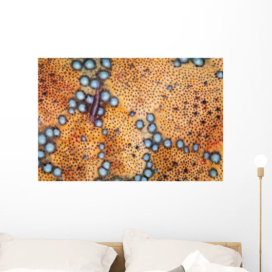 Tiny Shrimp Periclimenes Soror Wall Decal Design 2