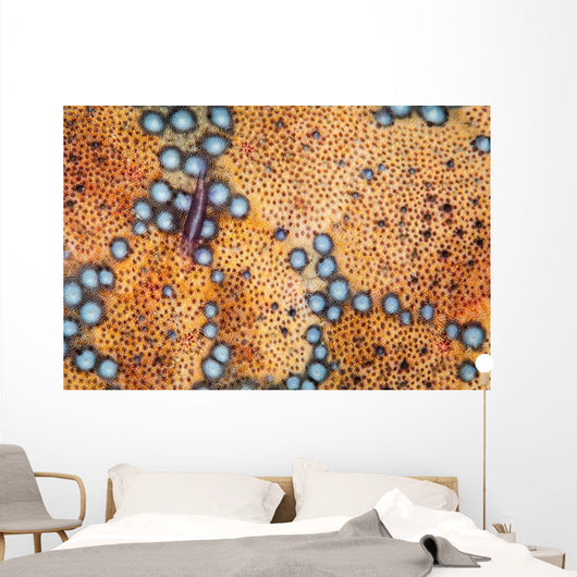 Tiny Shrimp Periclimenes Soror Wall Decal Design 2
