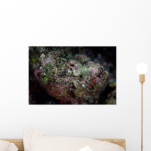 Well-camouflaged Devil Scorpionfish Wall Decal Design 1