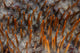 Detail Sharp Spines Covering Wall Decal