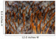 Detail Sharp Spines Covering Wall Decal