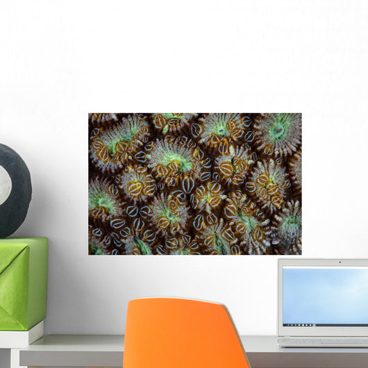Acoel Flatworms Cover Coral Wall Decal Design 1