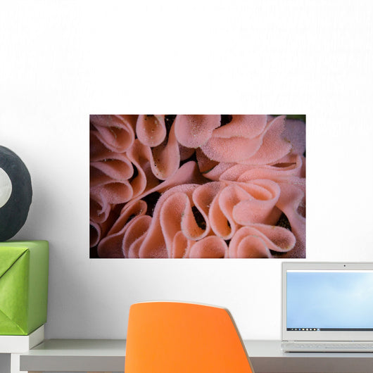 Detail Egg Coil Left Wall Decal