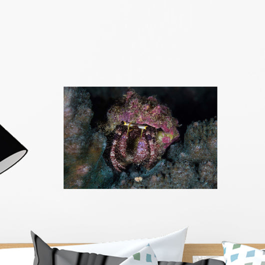 Hermit Crab Crawls across Wall Decal