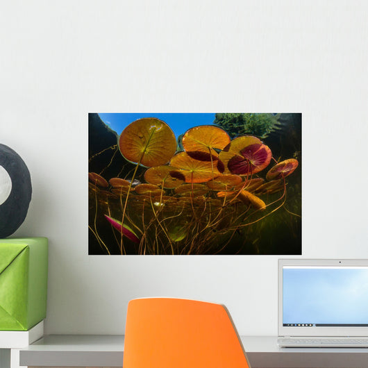 Colorful Lily Pads Grow Wall Decal Design 3