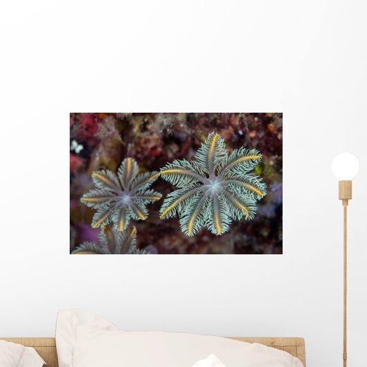 Detail Soft Coral Polyps Wall Decal Design 2