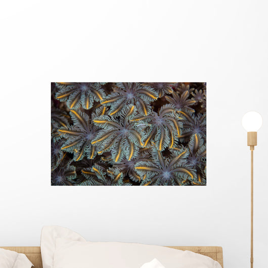 Detail Soft Coral Polyps Wall Decal Design 1