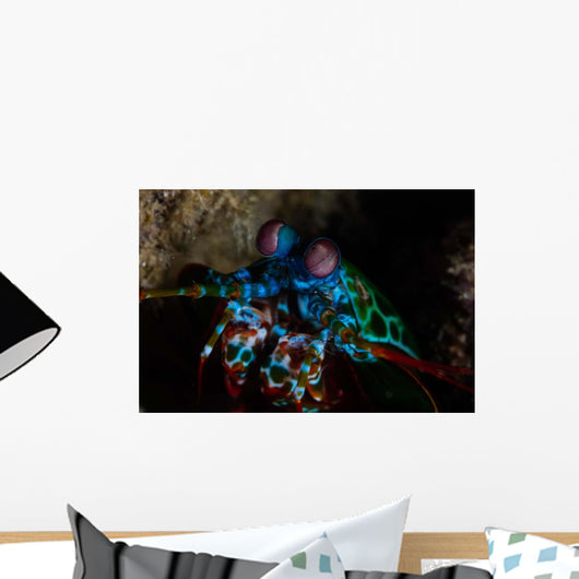 Colorful Peacock Mantis Shrimp Wall Decal