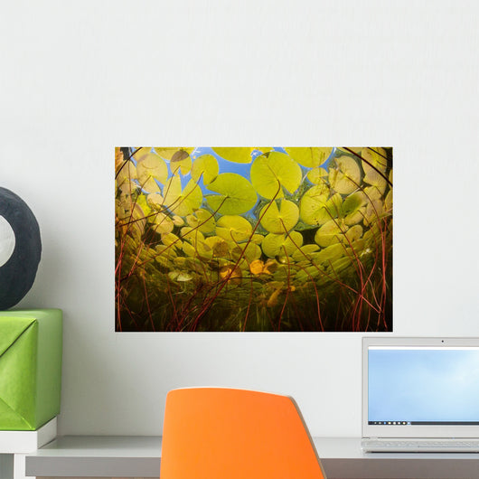 Colorful Lily Pads Grow Wall Decal Design 2