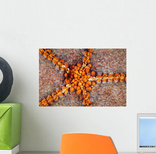 Tiny Shrimp Periclimenes Soror Wall Decal Design 1